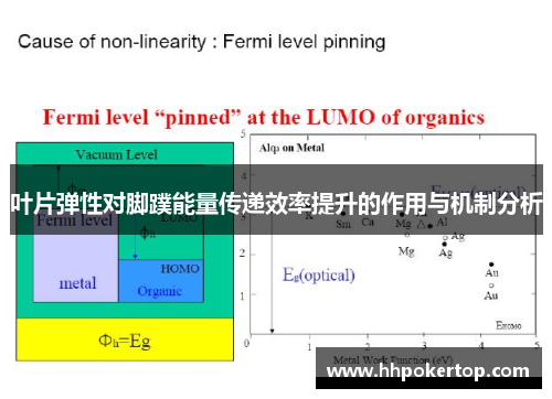 叶片弹性对脚蹼能量传递效率提升的作用与机制分析